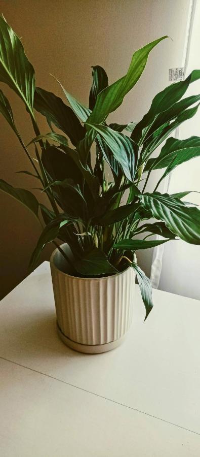 Insta Hostel Floripa Florianópolis Εξωτερικό φωτογραφία